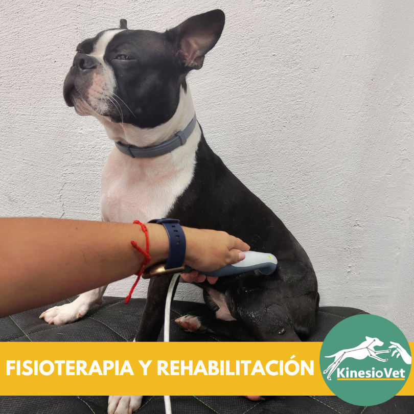 fisioterapia