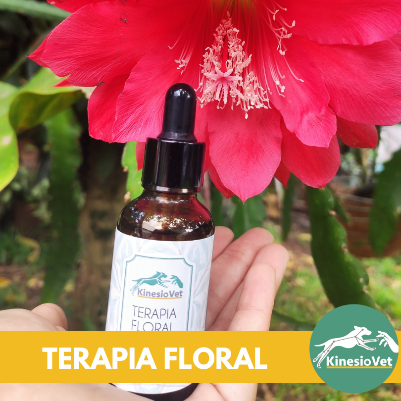 terapia floral